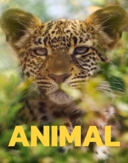 Animal Temporada 2